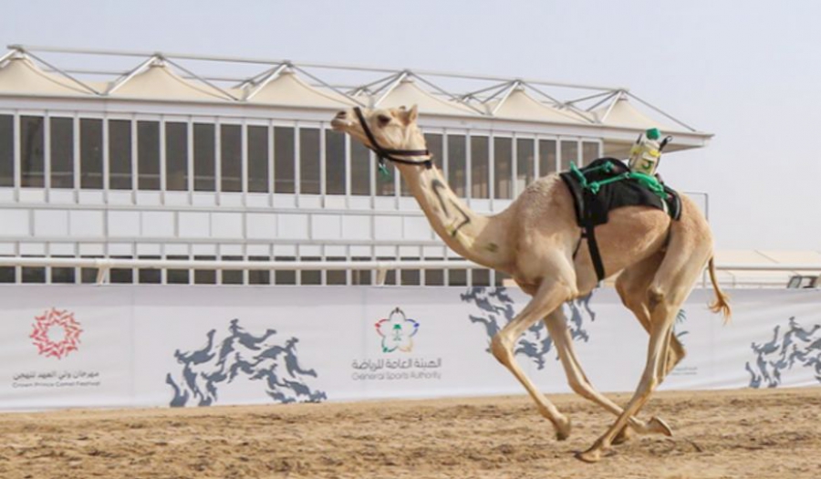 Grootste kameelfestival ter wereld breekt Guinness Wereldrecord