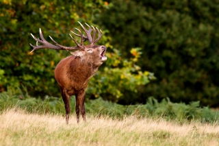 Le brame du cerf : un spectacle époustouflant  au cœur de l’été indien !