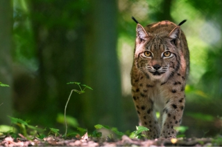 Partez à l’aventure et découvrez la magie de la nature à Han !