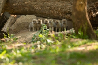 Naissance de 6 louveteaux arctiques au Parc Animalier du Domaine des Grottes de Han qui réouvre ses portes dès ce jeudi !